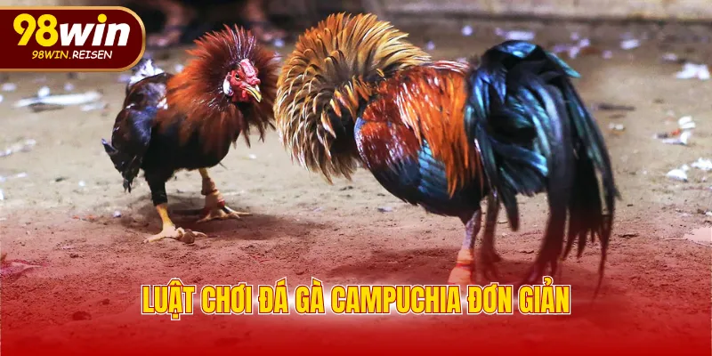 Luật chơi đá gà Campuchia đơn giản